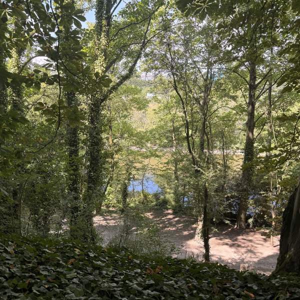 Photograph of the trees and water at Foxes Forest
