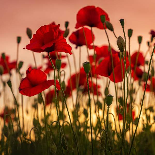 Stock photograph of poppies below a dusk sunset