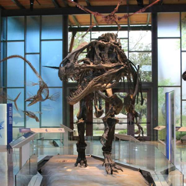 Dinosaur skeleton display