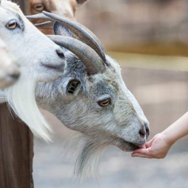 Young Child Feeding Goats at Gators and Friends Adventure Park