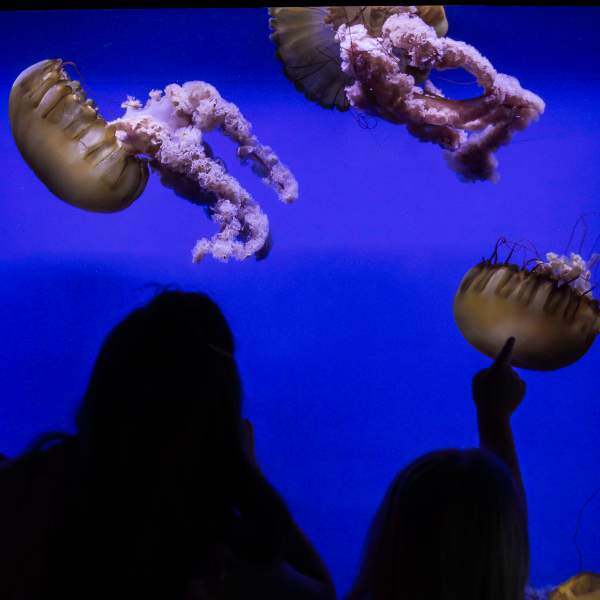 Aquarium