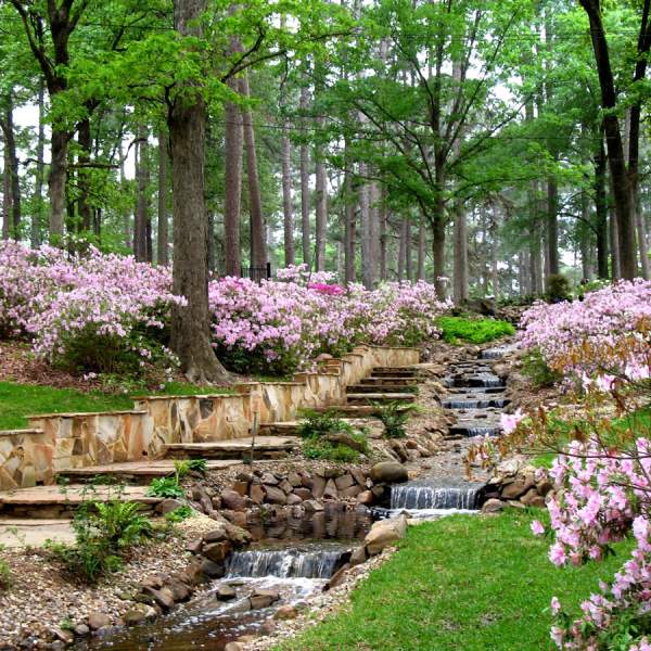 Acres of azaleas in bloom at R.W. Norton Art Gallery
