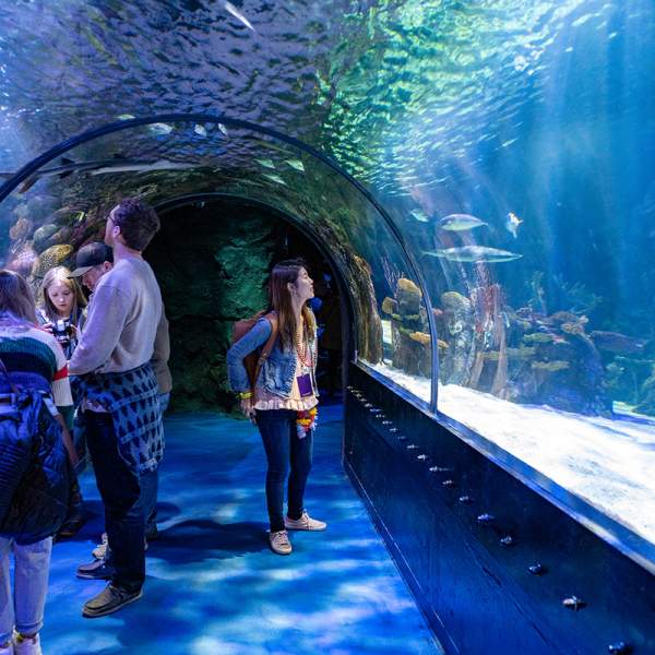 Underwater view at Shreveport Aquarium in downtown Shreveport
