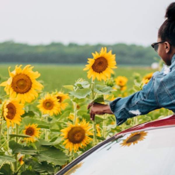 sunflower festival 940 x 348