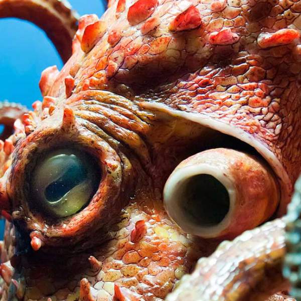 A photo of an octopus