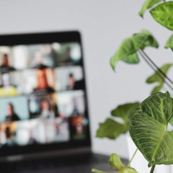 plant and laptop