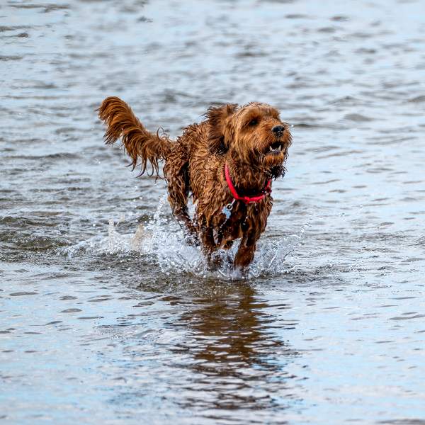 Dog in water