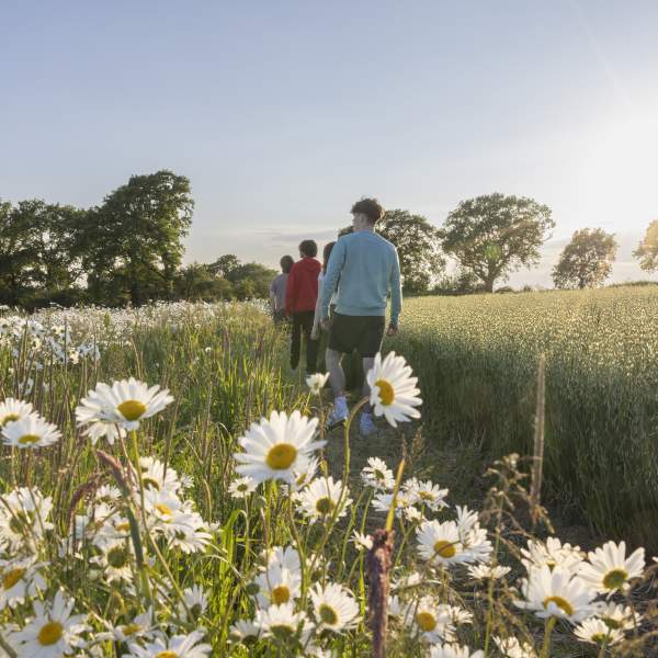 A group walk through a wildflower meadow, with white daisies in shot in Pevensey castle, Sussex
