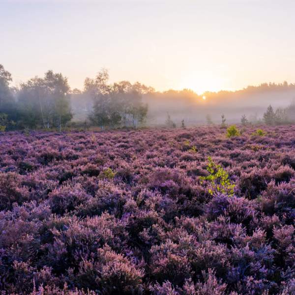 A morning misty view of purple heather on stedham common