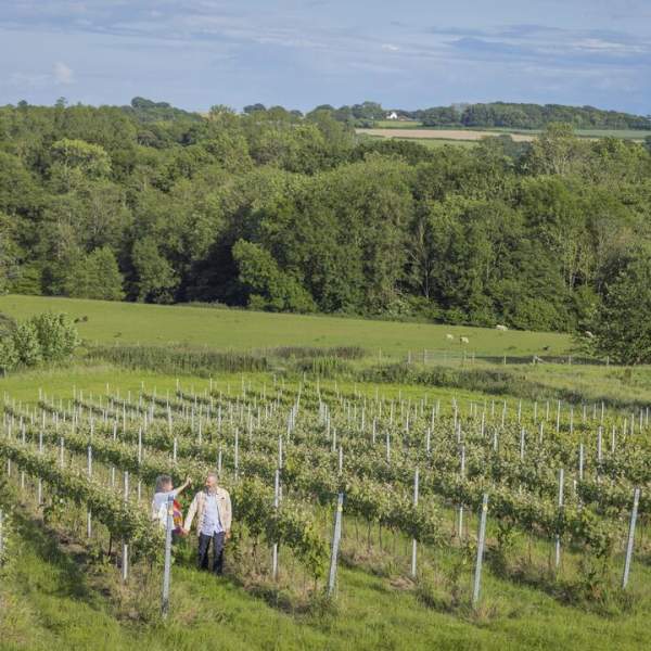 Sussex Winelands: Vineyards You Can Visit This Weekend from London