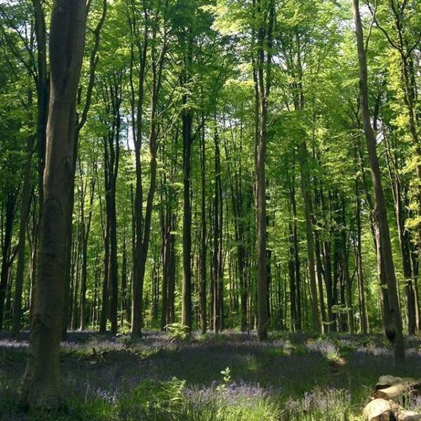 high weald national landscape bluebell woods