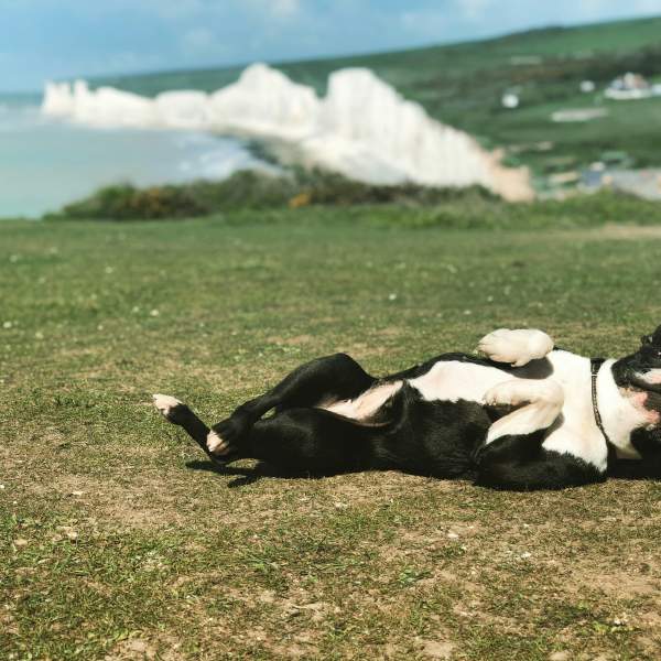 small black dig rolling on grass, in the background are white cliffs