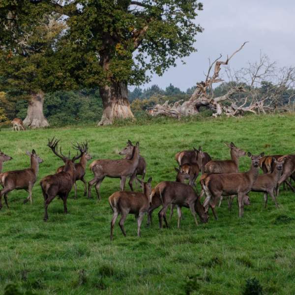 Knepp Wildlands Red Deer