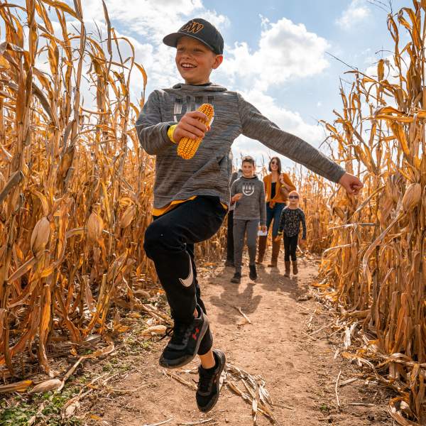 Maize at Little Darby Creek