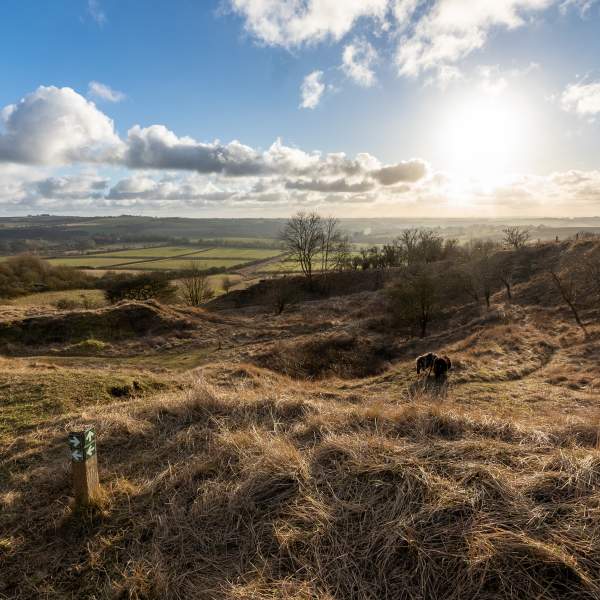 a sunset landscape with blue skies and fields and sheep in foreground