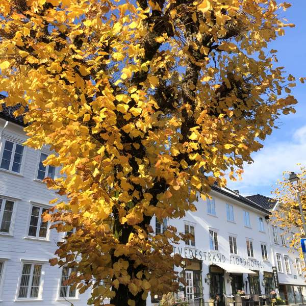 høstfarger i byen