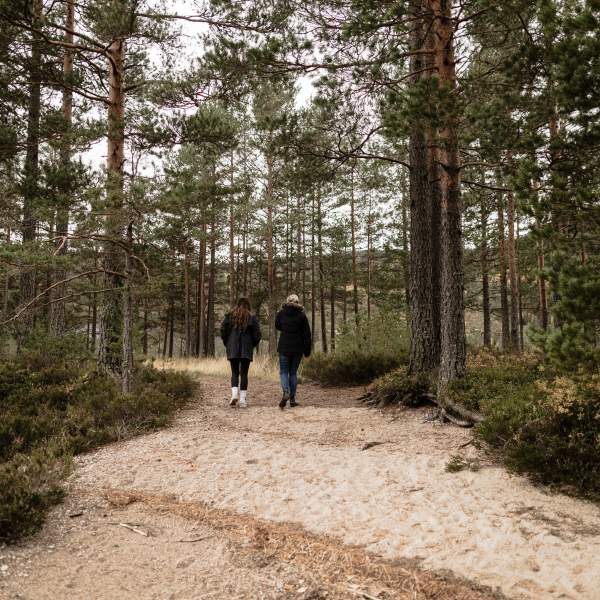 Høst i Hillestad - Åmli