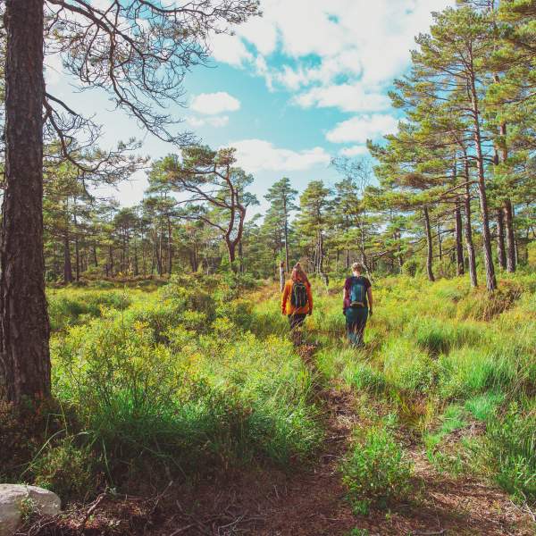To girls walking in the green, yellow and red forest.