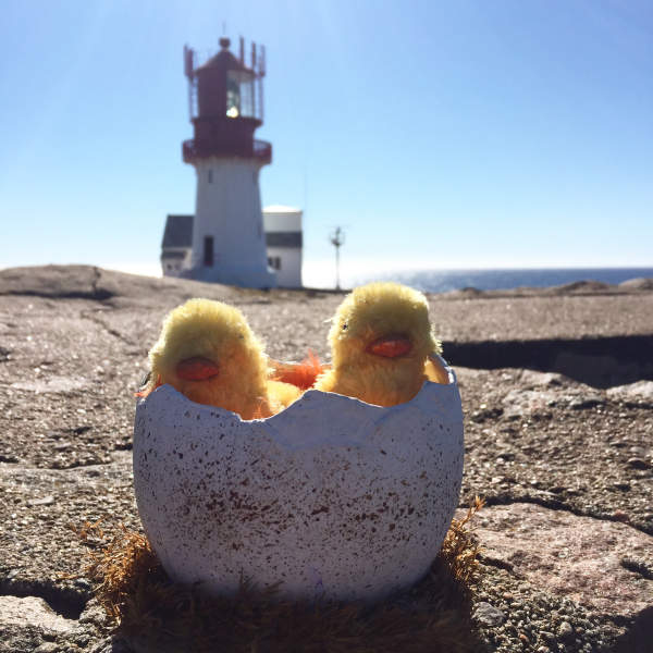 Chickens in easter egg at Lindesnes lighthouse