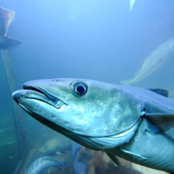 Fish tank at Risør aquarium