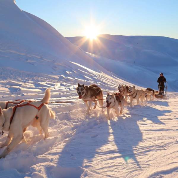 hundekjører på vinteren