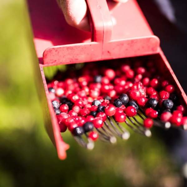 Tyttebær hos Hillestad feriesenter Fosslaug i Åmli