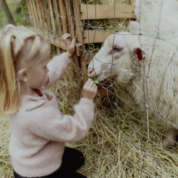 Jente gir en sau gress å spise gjennom et gjerde