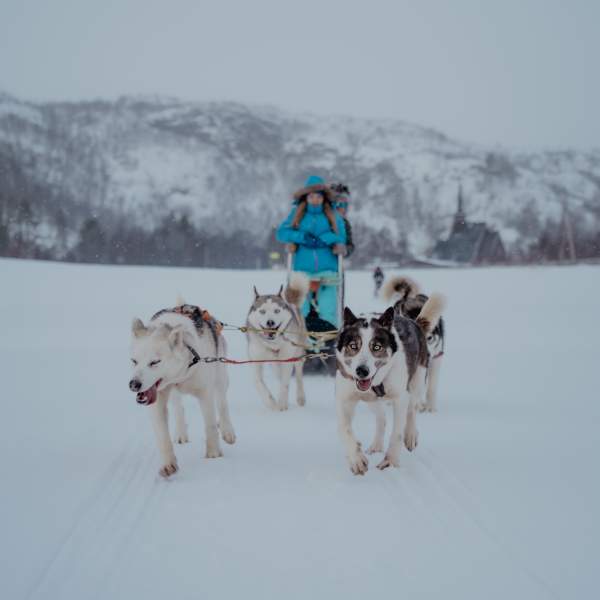 Huskyhunder på slede i snøvær