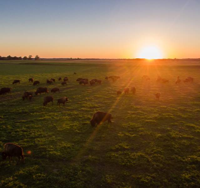Bisons roam in a green field during sunset at Broken Wagon Bison Farm