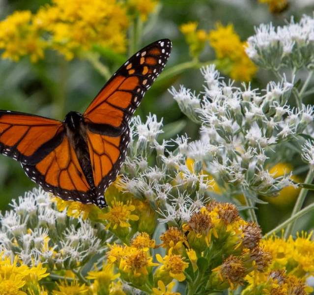 Monarch resting on flowers