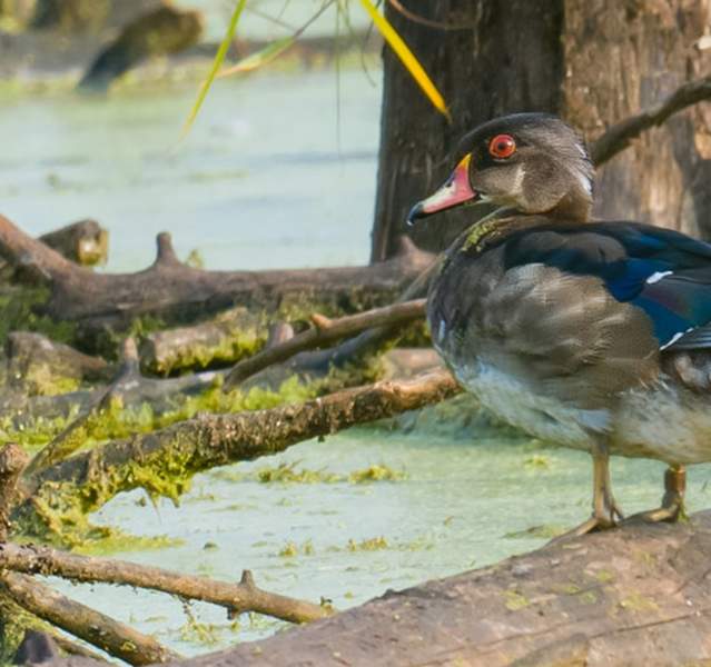 A duck in the Great Marsh wetlands