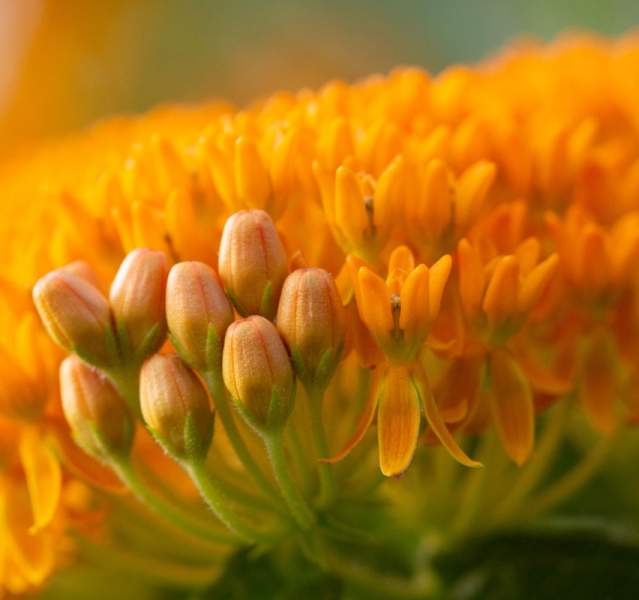 Closeup of orange-colored milkweed plant