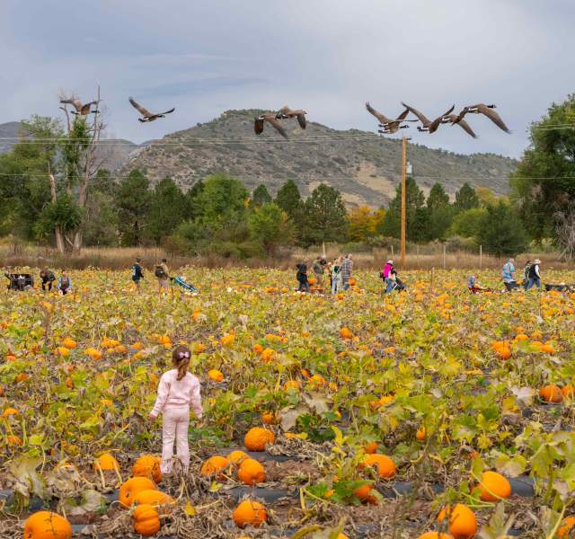 A young girl stands in the Chatfield Farms pumpkin field with birds flying overhead and mountains in the background.