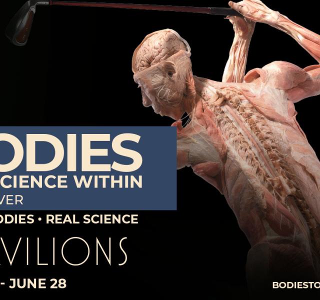 Bodies: The Science Within 2