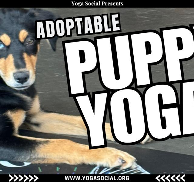 Adoptable Puppy Yoga + Social Hour 1