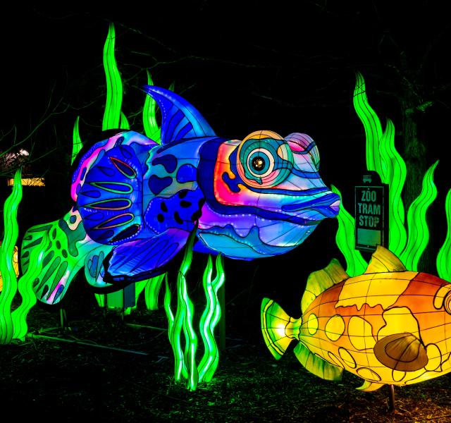 Bright Nights at Four Mile 4