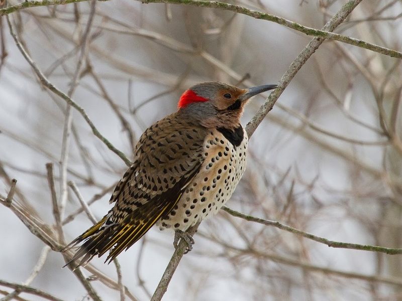 Ashland Nature Center
