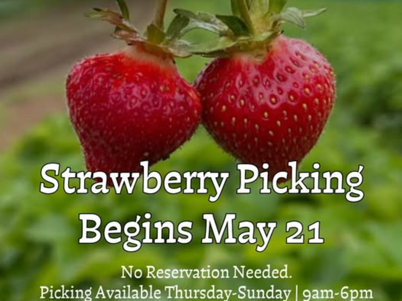 Pick Your Own at Ramsey's Farm