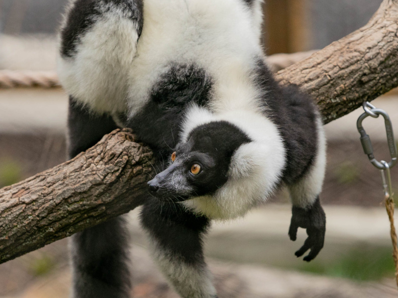 Brandywine Zoo