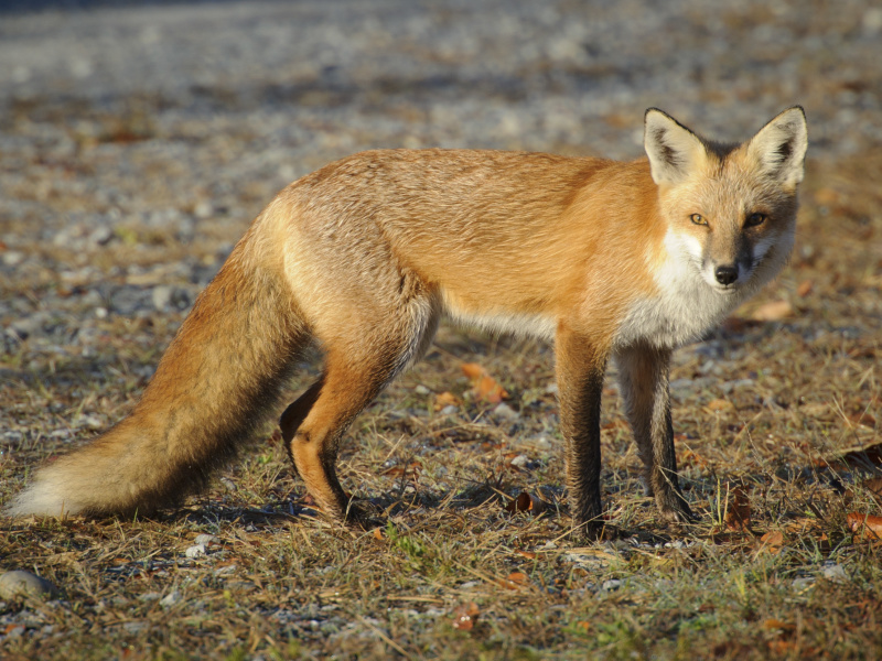 Bombay Hook National Wildlife Refuge