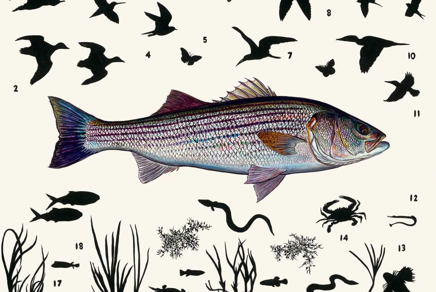 James Prosek (b. 1975), Striped Bass, 2017