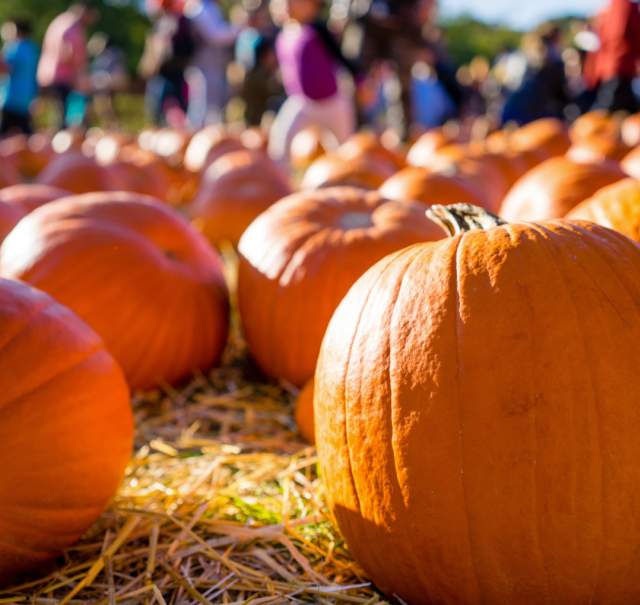 Family-Friendly Fall Fun in Mobile