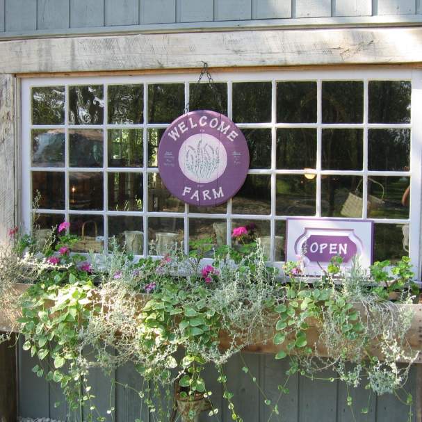 Willowfield Lavender Farm is just one of several attractions your group will love in Morgan County!