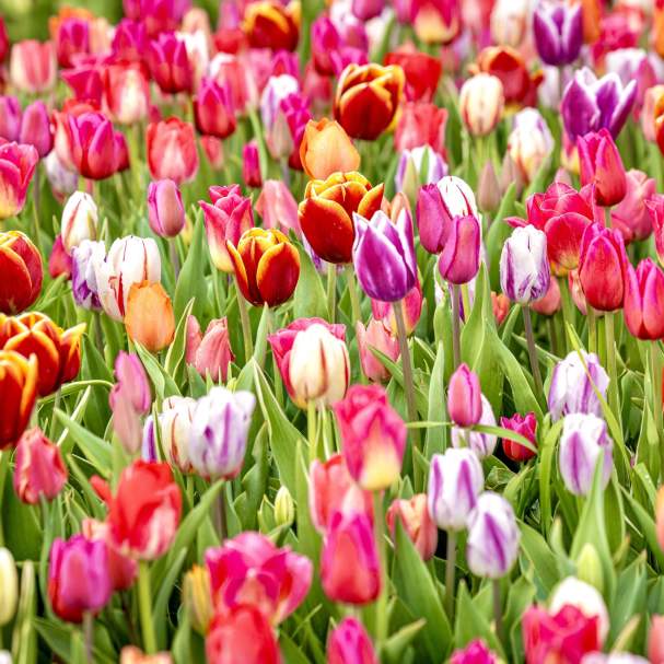 TASC Flower Pick Farm