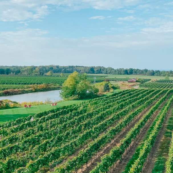 Crush On Niagara Wine Tours
