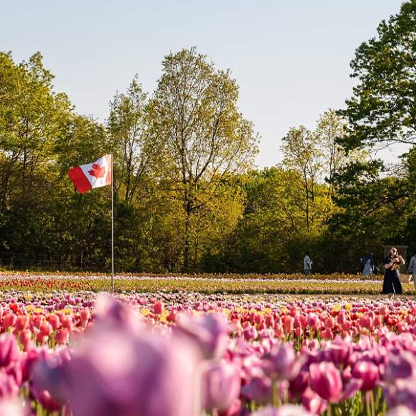 JP Tulip Experience