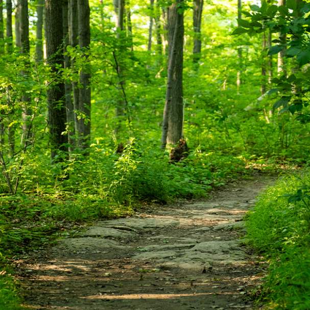 Bruce Trail