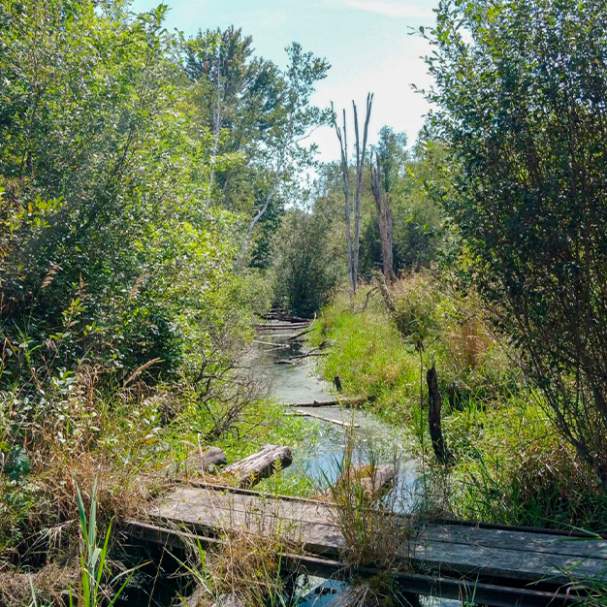 Wainfleet Bog