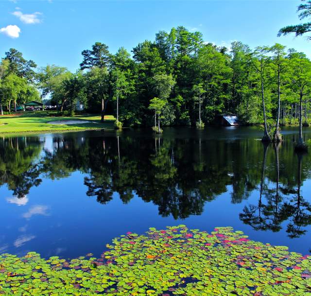 Cypress Lakes Golf Course - Lilly Pads - Pond