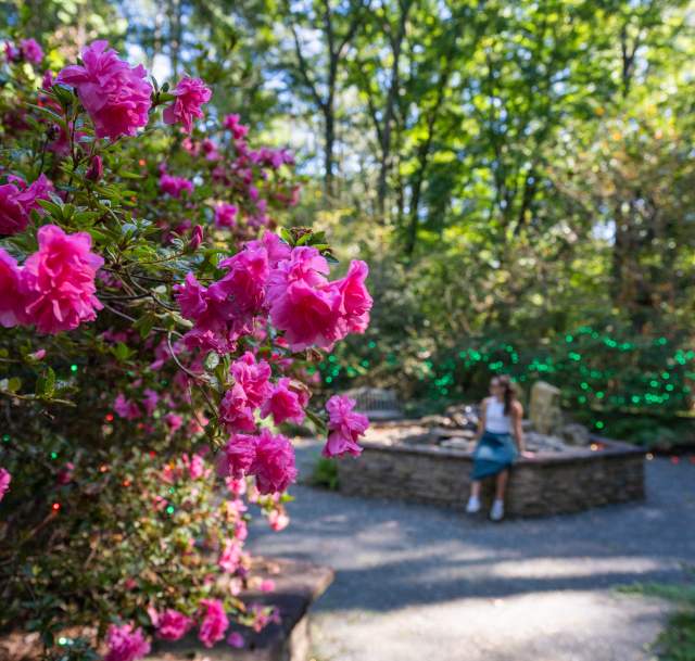 A woman sitting in a courtyard beyond a blooming knock-out rose bush at Fayetteville's Cape Fear Botanical Garden.